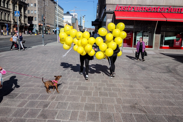 Street photography of a dog looking up at a bunch of balloons in Finland.